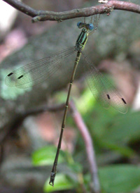 Slender Spreadwing